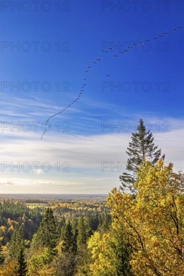 Scenics view at a forest landscape with autumn colours on the trees and a flock of geese flying in formation on the sunny blue sky