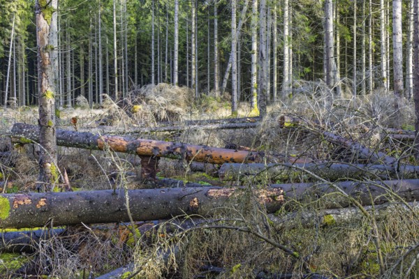 Storm fallen trees lying on the ground in by a forest edge in at a spruce forest