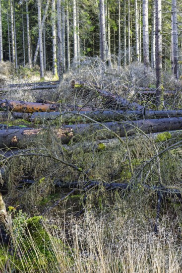 Storm fallen trees lying on the ground in by a forest edge in at a spruce forest