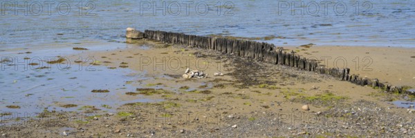 Wooden groynes on the coast, breakwater, Laboe, Baltic seaside resort, fjord, Baltic Sea, North Frisia, Schleswig-Holstein, Germany