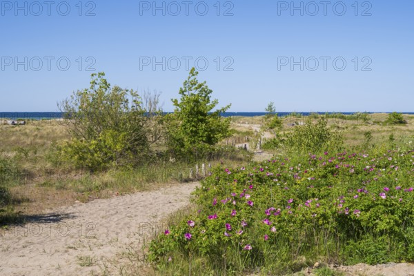 Nature experience area dune landscape, beach, coast, Laboe, Baltic seaside resort, fjord, Baltic Sea, North Frisia, Schleswig-Holstein, Germany