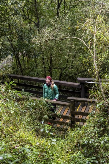 Young woman on wooden path through dense forest, Graskop Gorge or Graskopkloof, Graskop, Mpumalanga, South Africa