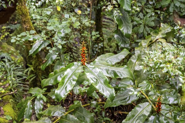 Butterfly ginger (Hedychium gardnerianum), fruit stand, Graskop Gorge or Graskopkloof, Graskop, Mpumalanga, South Africa