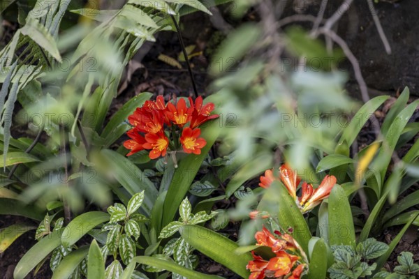 Red flowers of a clivia (Clivia miniata), dense forest, Graskop Gorge or Graskopkloof, Graskop, Mpumalanga, South Africa