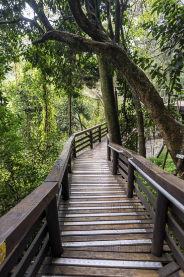 Wooden path through dense forest, Graskop Gorge or Graskopkloof, Graskop, Mpumalanga, South Africa