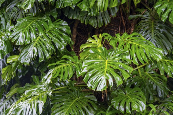 Giant leaves of a Monstera, window leaves (Monstera), Graskop, Mpumalanga, South Africa