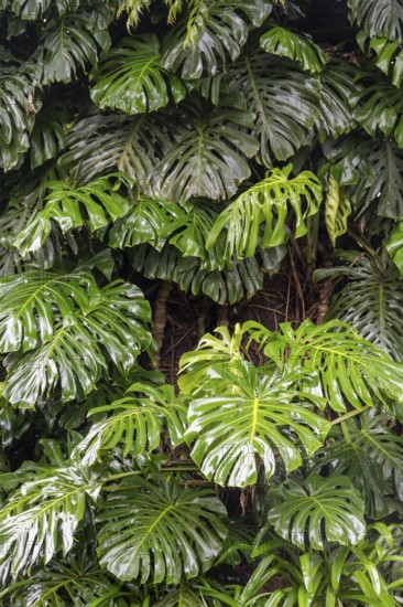 Giant leaves of a Monstera, window leaves (Monstera), Graskop, Mpumalanga, South Africa