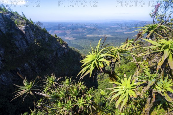 Tree aloe (Aloe arborescens) growing on rocks, view at God's Window, canyon landscape, near Graskop, Mpumalanga, South Africa
