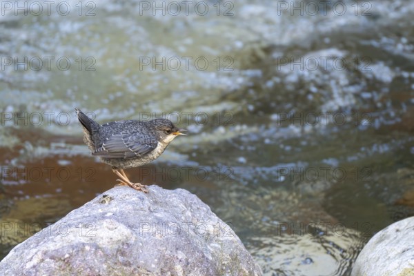 White-throated Dipper (Cinclus cinclus), young bird, Kundler Klamm, Kundl, Tyrol, Austria