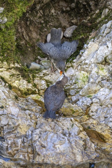 White-throated Dipper (Cinclus cinclus), feeding young bird, Kundler Klamm, Kundl, Tyrol, Austria