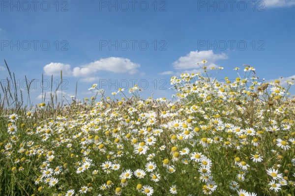 Chamomile in bloom against a blue sky with some clouds, Münsterland, North Rhine-Westphalia, Germany