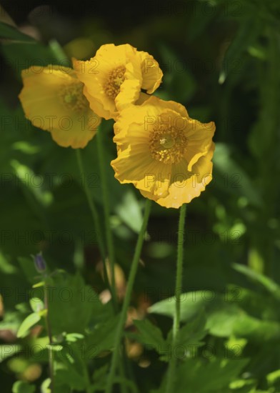 Yellow poppy, Iceland poppy (Papaver nudicaule), North Rhine-Westphalia, Germany