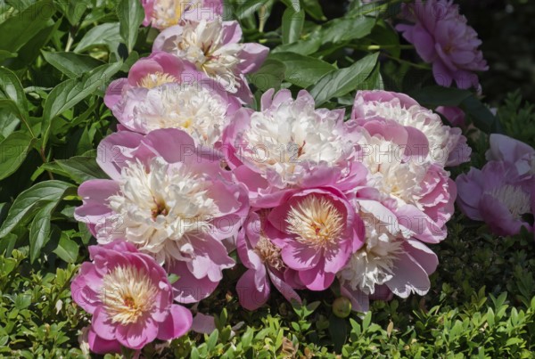 Peonies (Paeonia), Lower Saxony, Germany