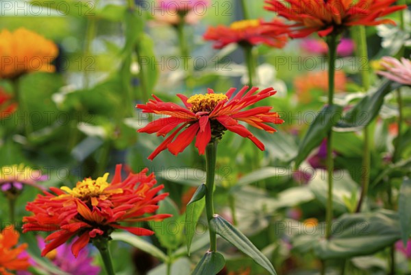 Red sun hat, wide range of colours