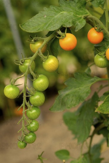 Tomato plant, green and slow ripening