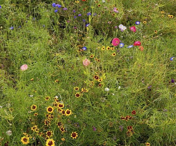 Meadow with wild growing different flowers, garden in South England, coastal region, England, GB