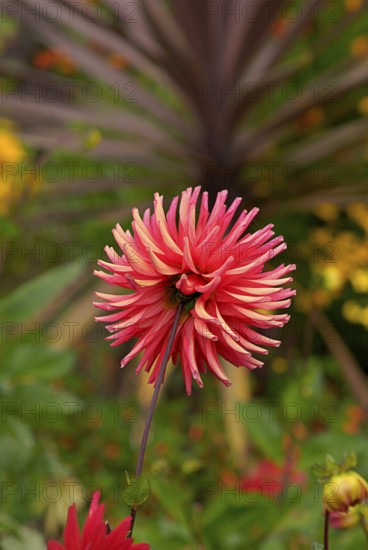 In cactus dahlias, the individual petals are rolled up like tubes and strongly pointed towards the front. Breeders have further developed these special flowers