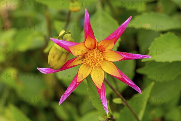Dahlias (Dahlia), rarely also called Georgines, are a plant genus in the Asteraceae family. Many varieties are used as ornamental plants