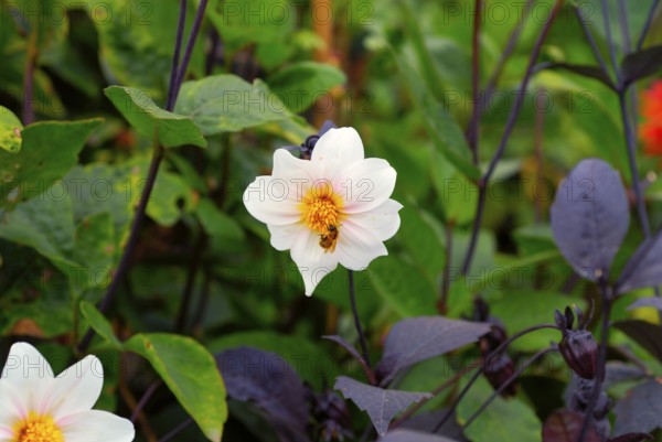 Wood anemone with bumblebee, spring plant, herbaceous perennial