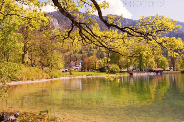 View of Lake Kochel, blossoming trees, municipality of Kochel am See, Alpine foothills, Upper Bavaria, Bavaria