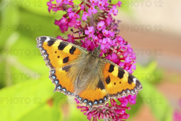 Small tortoiseshell (Aglais urticae) sucking nectar on summer lilac (Buddleja davidii), butterfly bush, in a natural environment in the wild, wildlife, insects, butterflies, butterflies, Siegerland, North Rhine-Westphalia, Germany