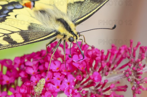 Swallowtail (Papilio machaon) sucking nectar on butterfly bush (Buddleja davidii), butterfly bush, in a natural environment in the wild, wildlife, insects, butterflies, butterflies, Siegerland, North Rhine-Westphalia, Germany