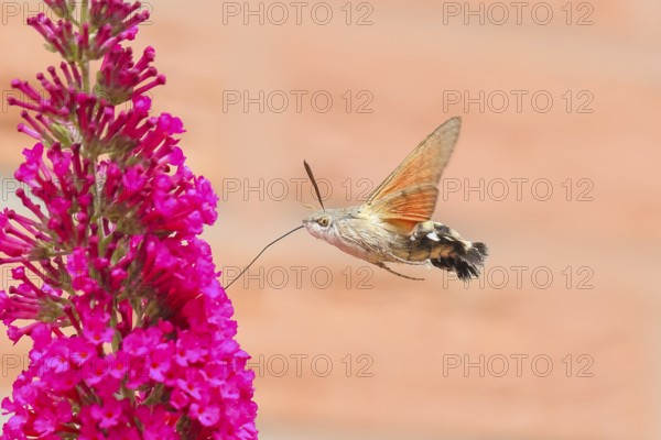 Pigeon-tailed butterfly (Macroglossum stellatarum) sucking nectar on summer lilac (Buddleja davidii), butterfly bush, in a natural environment in the wild, wildlife, insects, butterflies, butterflies, Siegerland, North Rhine-Westphalia, Germany