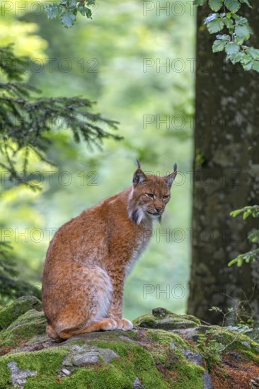 Eurasian lynx (Lynx lynx), sitting on a stone in the forest, captive, Bavaria, Germany