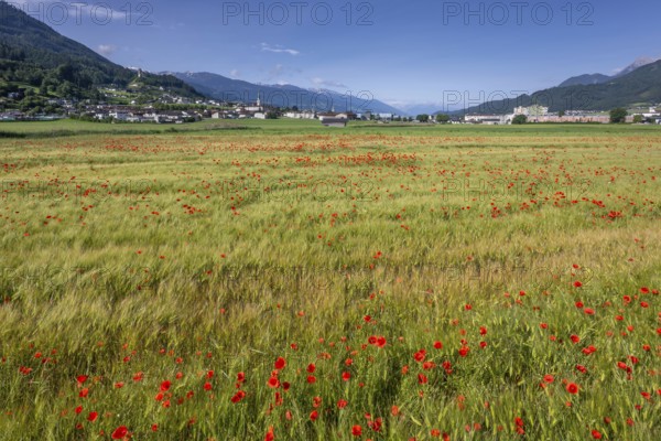 Cereal field with corn poppy (Papaver rhoeas), behind it the town of Schwaz, Schwazer Felder, Schwaz, Tyrol, Austria
