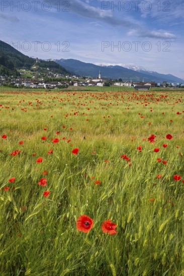 Cereal field with corn poppy (Papaver rhoeas), behind it the town of Schwaz, Schwazer Felder, Schwaz, Tyrol, Austria