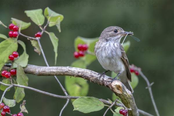 Grey flycatcher (Muscicapa striata), sitting on a branch with a dragonfly in its beak, Limbach, Burgenland, Austria