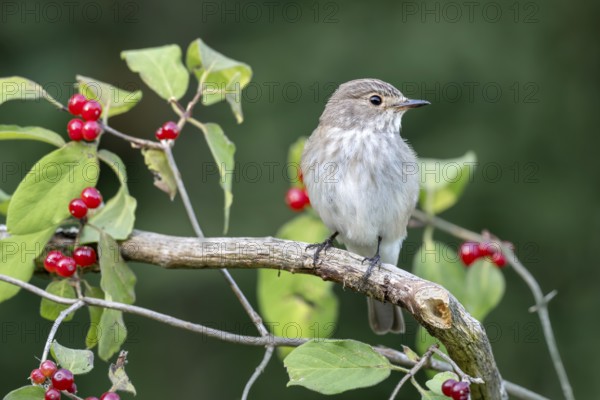 Grey flycatcher (Muscicapa striata), sitting on a branch, Limbach, Burgenland, Austria