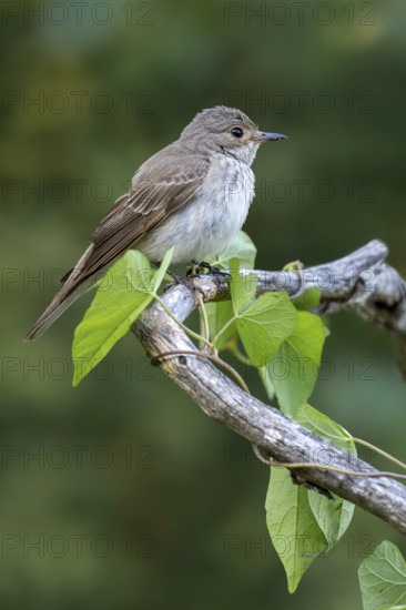 Grey flycatcher (Muscicapa striata), sitting on a branch, Limbach, Burgenland, Austria