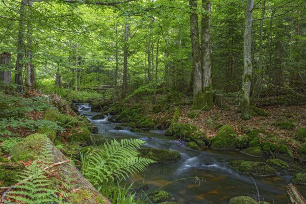 Kleine Ohe, natural forest stream in the Bavarian Forest National Park, Bavaria, Germany