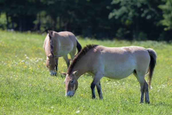 Przewalski's horse (Equus przewalskii), grazing in a meadow, captive, Bavaria, Germany