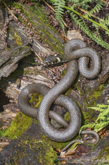 Grass snake (Natrix natrix), sunbathing on the bank of a pond, Bavaria, Germany