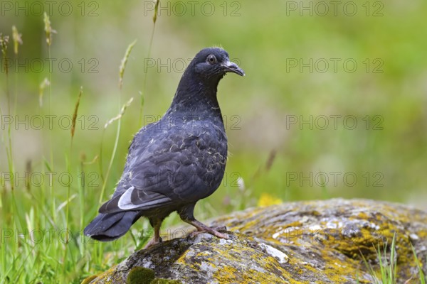 Wood pigeon (Columba palumbus), young bird in juvenile plumage, sitting on a stone, Pillberg, Pill, Tyrol, Austria