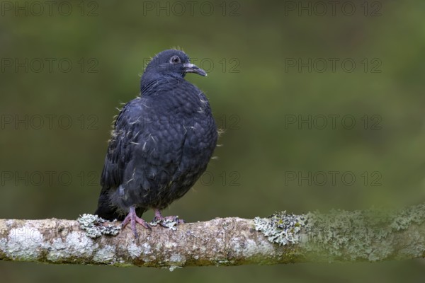 Wood pigeon (Columba palumbus), young bird in juvenile plumage, sitting on a branch, Pillberg, Pill, Tyrol, Austria