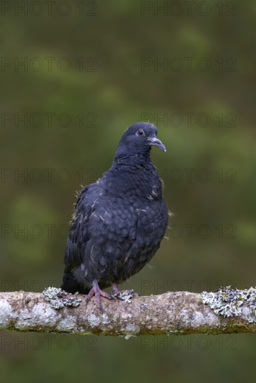 Wood pigeon (Columba palumbus), young bird in juvenile plumage, sitting on a branch, Pillberg, Pill, Tyrol, Austria