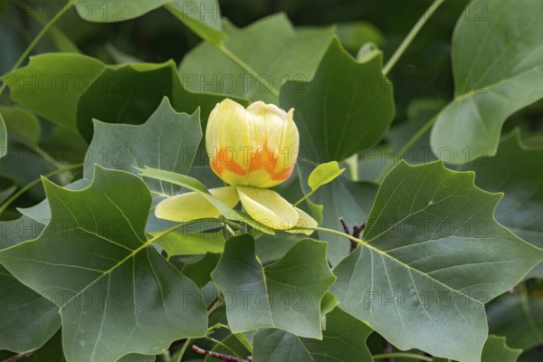 Tulip tree (Liriodendron tulipifera), with flowers, Schwaz, Tyrol, Austria
