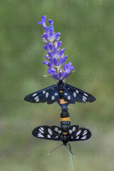 White-spotted violet (Amata phegea), mating, Limbach, Burgenland, Austria