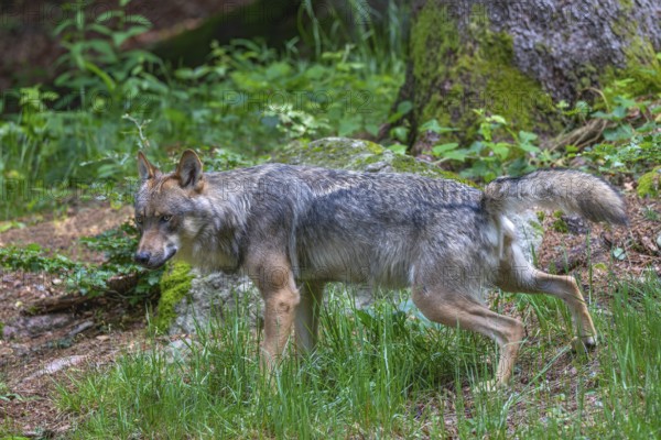 Eurasian wolf (Canis lupus lupus), marking its territory with urine, captive, Bavaria, Germany
