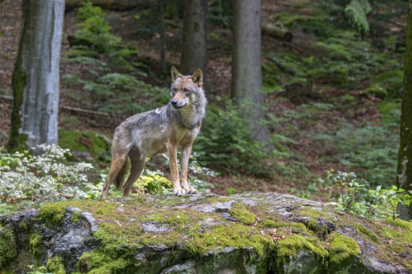 Eurasian wolf (Canis lupus lupus), standing on a stone in the forest, captive, Bavaria, Germany
