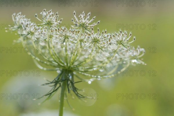A white flower stands tall, decorated with drops of dew in the early morning light. Lush green grass surrounds it, creating a serene spring atmosphere. Bas rhin, Alsace, grand est, France