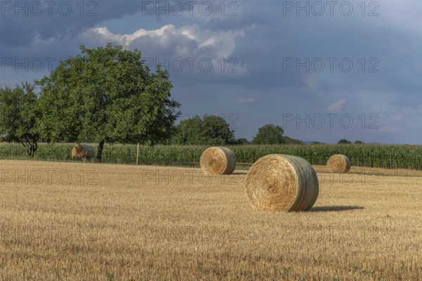 Large round barns are scattered across a golden field, framed by vibrant green trees under a partly cloudy sky as the sun rises in the rural landscape. Bas rhin, Alsace, grand est, France