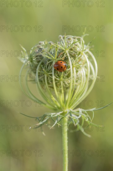 A vibrant ladybug sits cosily on a delicate flowering plant surrounded by lush green grass. This moment captures the tranquillity of a meadow in late spring, illuminated by warm light. Bas rhin, Alsace, grand est, France