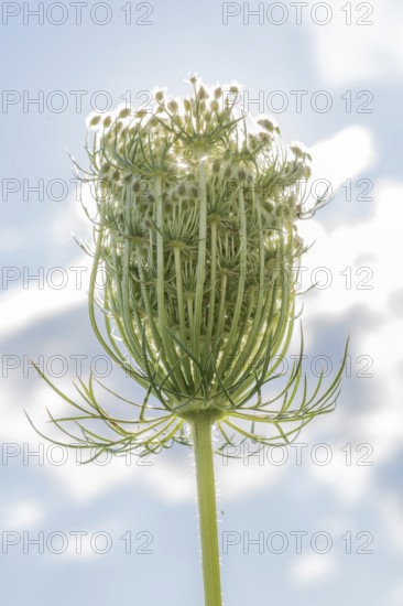 An eye-catching Queen Anne's lacecap grows tall, displaying its intricate structure and delicate white inflorescences, beautifully lit under a bright sky with soft clouds. Bas rhin, Alsace, grand est, France