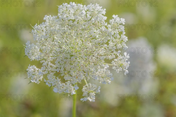 A cluster of wildflowers stands tall in a bright green meadow under bright sunlight. The delicate white flowers form a wonderful contrast to the lively background. Bas rhin, Alsace, grand est, France