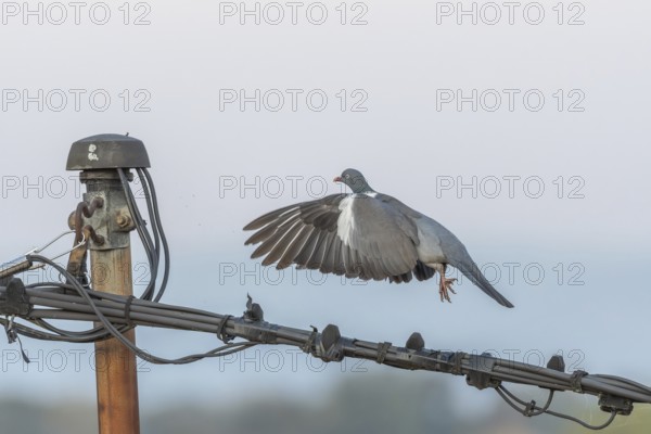 A pigeon gracefully takes off into the air from a utility pole, showing its wings in motion against a soft, blurred background during the morning light. Bas rhin, Alsace, Grand Est, France