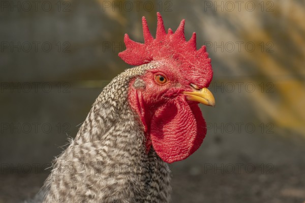 A proud rooster stands prominently in a lively platypus swaying in the warm morning sun. Its eye-catching feathers and the presence of crows bring energy to the rural setting. Bas rhin, Alsace, Grand Est, France